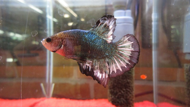 6l1hlguzyhsrcm 6l1hlguzyhsrcm