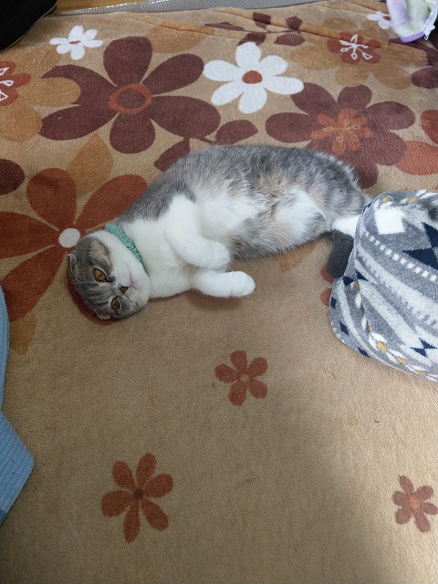 ちゅり猫様専用 Rehda Com