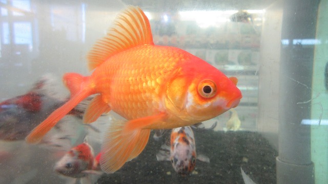 観賞魚 水草 ペットエコ 横浜 世田谷 多摩 仙台 ペットの総合専門店 観賞魚 水草 ペットエコ 横浜 世田谷 多摩 仙台 ペットの総合専門店