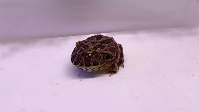 爬虫類 昆虫 ペットエコ 横浜 世田谷 多摩 仙台 ペットの総合専門店