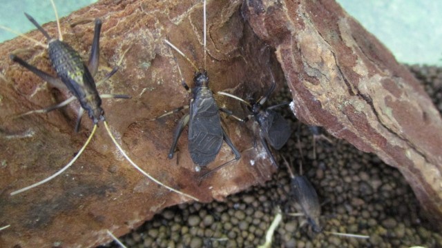 爬虫類 昆虫 ペットエコ 横浜 世田谷 多摩 仙台 ペットの総合専門店