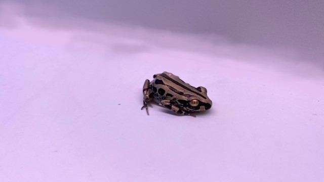 爬虫類 昆虫 ペットエコ 横浜 世田谷 多摩 仙台 ペットの総合専門店
