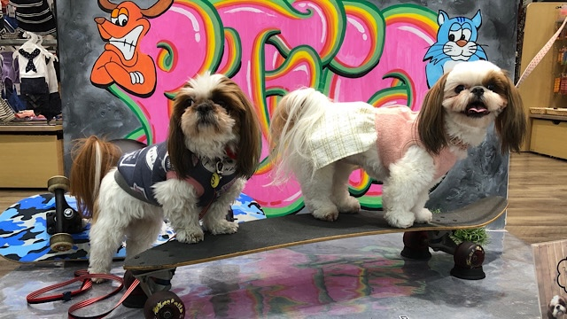 犬 猫用品 フード ペットエコ 横浜 世田谷 多摩 仙台 ペットの総合専門店 犬 猫用品 フード ペットエコ 横浜 世田谷 多摩 仙台 ペットの総合専門店