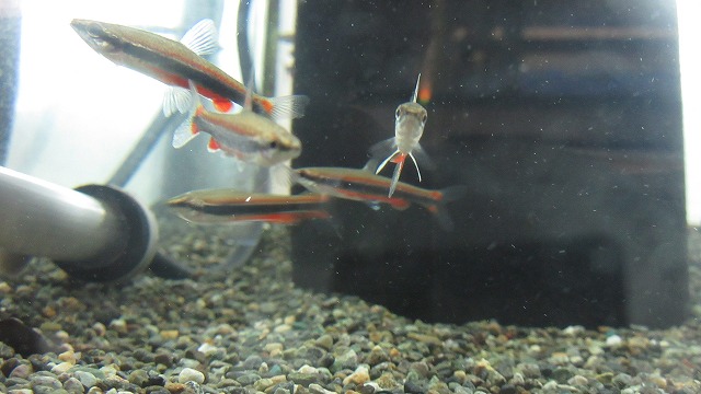 観賞魚 水草 ペットエコ 横浜 世田谷 多摩 仙台 ペットの総合専門店 観賞魚 水草 ペットエコ 横浜 世田谷 多摩 仙台 ペットの総合専門店