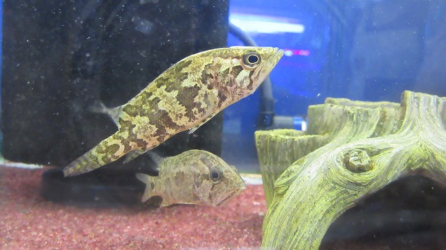 観賞魚 水草 ペットエコ 横浜 世田谷 多摩 仙台 ペットの総合専門店