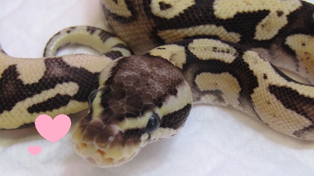 爬虫類 昆虫 ペットエコ 横浜 世田谷 多摩 仙台 ペットの総合専門店 爬虫類 昆虫 ペットエコ 横浜 世田谷 多摩 仙台 ペットの総合専門店