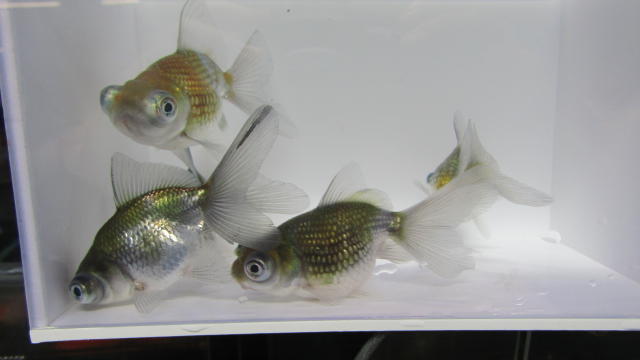 観賞魚 水草 ペットエコ 横浜 世田谷 多摩 仙台 ペットの総合専門店 観賞魚 水草 ペットエコ 横浜 世田谷 多摩 仙台 ペットの総合専門店