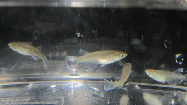 観賞魚 水草 ペットエコ 横浜 世田谷 多摩 仙台 ペットの総合専門店
