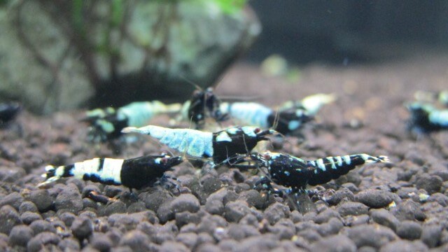 6l1hlguzyhsrcm 6l1hlguzyhsrcm